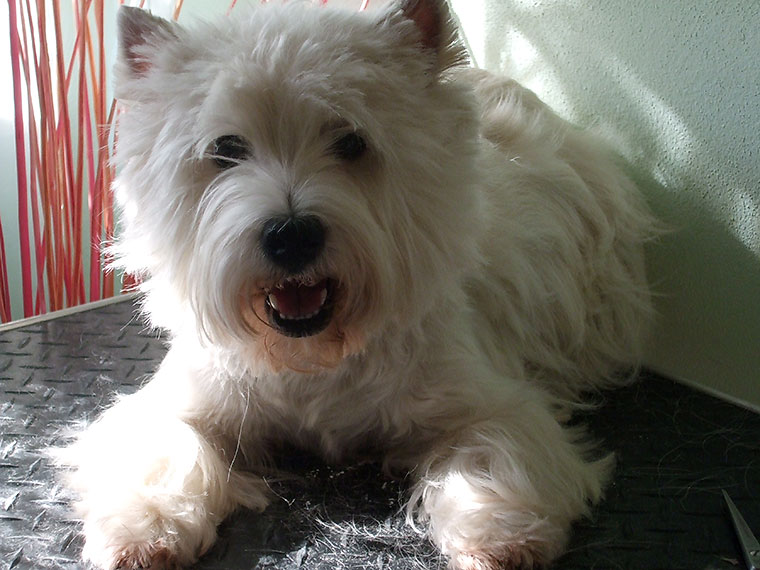 West Highland White Terrier_Samira