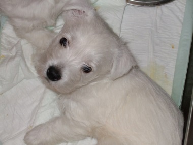 west_highland_white_terrier_1