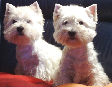 west_highland_white_terrier_10