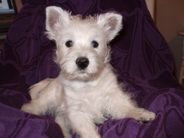 west_highland_white_terrier_11