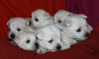 west_highland_white_terrier_12