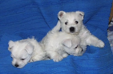 west_highland_white_terrier_13