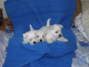 west_highland_white_terrier_14