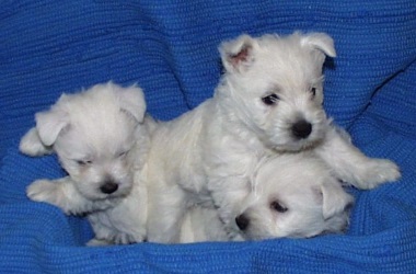 west_highland_white_terrier_16