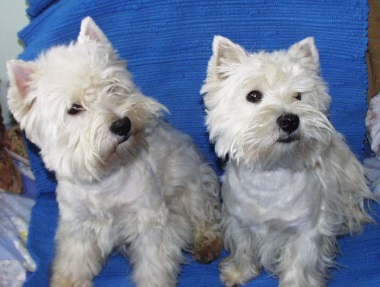 west_highland_white_terrier_17