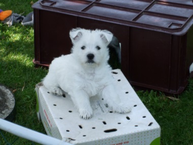 west_highland_white_terrier_18