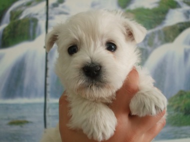 west_highland_white_terrier_4