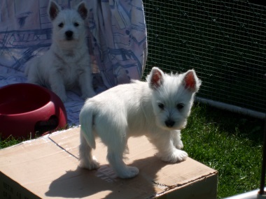 west_highland_white_terrier_5