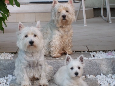 west_highland_white_terrier_7