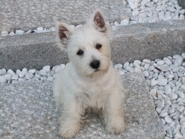 west_highland_white_terrier_8