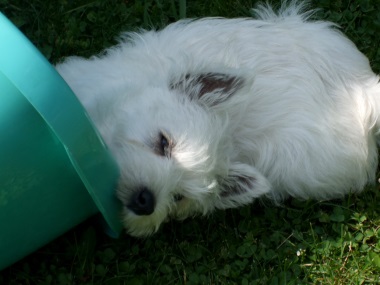 west_highland_white_terrier_9